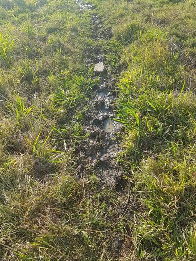 Denuncian taponamiento de desague