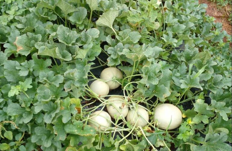 Lluvia favorece a los rubros que están en crecimiento.