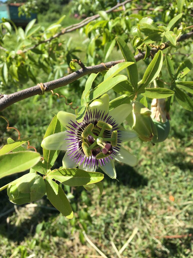 Mburukuja´i (Passiflora coerulea): familia de las pasifloráceas (Passifloraceae).
