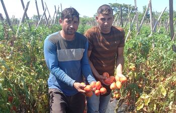 Los productores hermanos Abel y Adilio Brítez, mostrando los tomates de primera calidad a punto de perderse