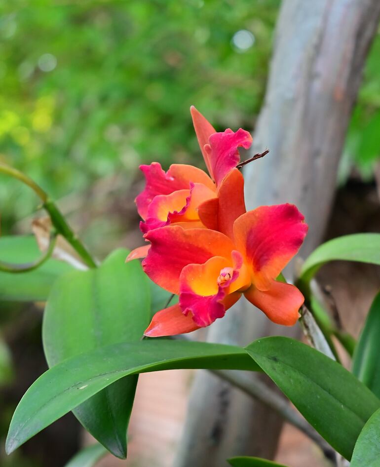 Orquídeas de cualquier color serán siempre buenas aliadas para el look de impacto del jardín.