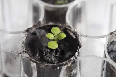 Un grupo de científicos australianos quiere cultivar plantas en la Luna en 2025 en una misión presentada el viernes que, en su opinión, puede allanar el camino a una futura colonia.