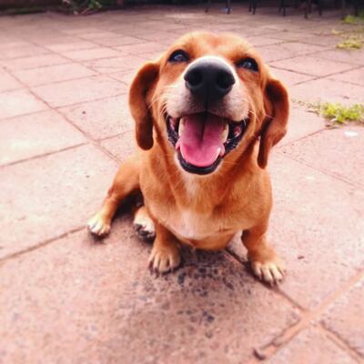 Si tu perrito se perdió, ABC te ayuda a encontrarlo. Podés enviar su foto y sus datos a la dirección de correo electrónico mascotas@abc.com.py y nosotros le damos difusión, para que se reencuentren lo antes posible.