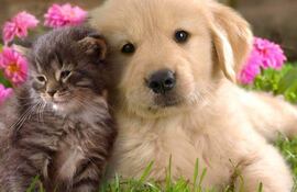 El gran avance que se ha producido en la medicina veterinaria tanto en conocimientos como en medios diagnósticos y nuevos tratamientos mejora la calidad de vida de las perros y gatos, principalmente.