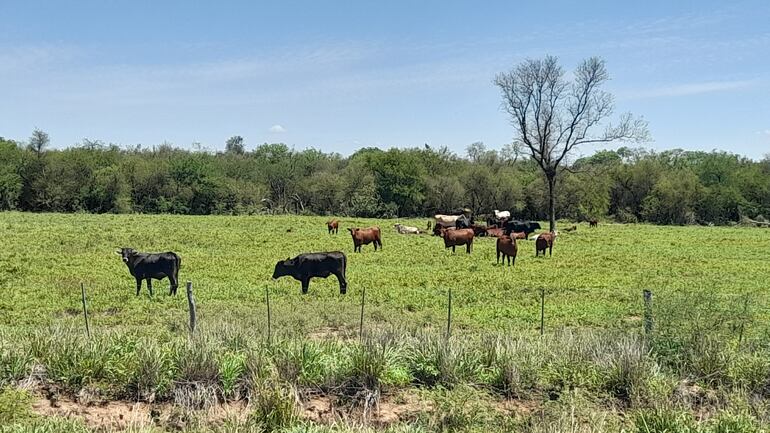 Las lluvias ayudan a reverdecer los campos, donde se alimentan los animales vacunos y la fauna del Chaco.