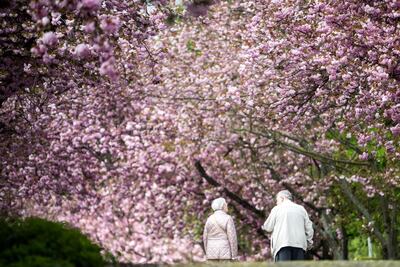 La famosa floración del cerezo en Japón cubre el país de un manto de delicadas flores blancas del popular árbol “somei-yoshino”, que hace las delicias de residentes y visitantes. Pero algunos quieren modificar la tradición para ampliar la paleta de colores.