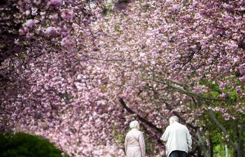 La famosa floración del cerezo en Japón cubre el país de un manto de delicadas flores blancas del popular árbol “somei-yoshino”, que hace las delicias de residentes y visitantes. Pero algunos quieren modificar la tradición para ampliar la paleta de colores.