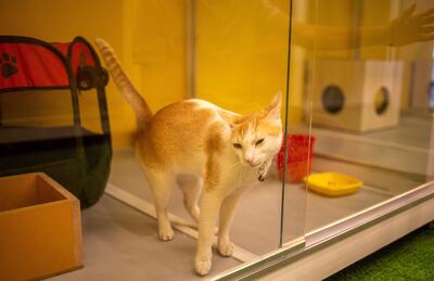 Furry Ghor, el primer hotel para mascotas en Bangladesh, abrió oficialmente sus puertas este martes.