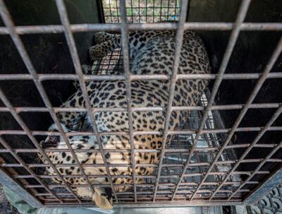 Un leopardo sedado en una jaula en el zoológico de Kirtipur, Nepal.