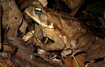 “Este canto particular de Rhinella festae es la primera vez que se registra y es algo sorprendente porque, en pocas palabras, no debería cantar”.