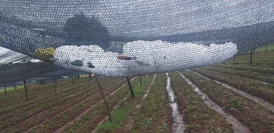 Granizadas causó destrozos en el departamento de Caaguazú.