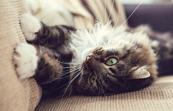 cuando los gatos arañan no necesariamente están manifestando un “mal comportamiento”.