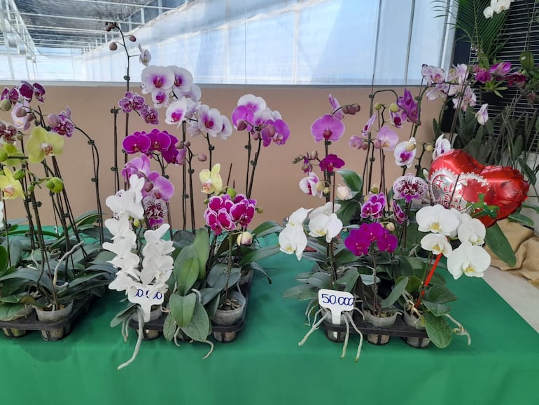 Feria de Floricultura en Caacupé.