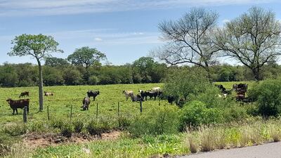 El panorama en el Chaco es bien diferente tras las continuas lluvias que ayudan al sector productivo de la ganadería y a las poblaciones que dependen de sistemas de reservorios.