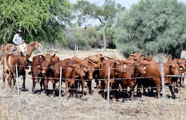 Este 2020 castigó a la ganadería con precios bajos y con sequía, sobre todo en el Chaco.