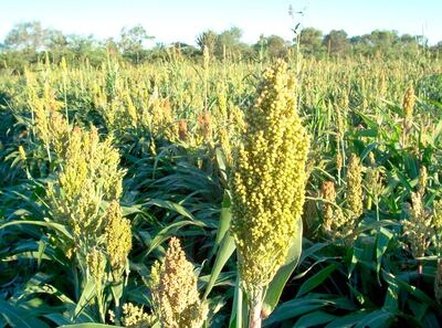 Cultivo de sorgo forrajero en Estancia La Patria.