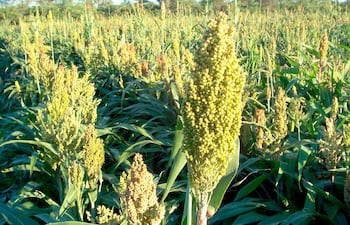 Cultivo de sorgo forrajero en Estancia La Patria.