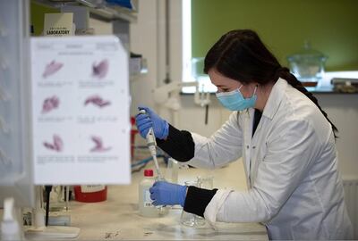Una investigadora del biotecnológica Mabion trabaja en el laboratorio con las vacunas.