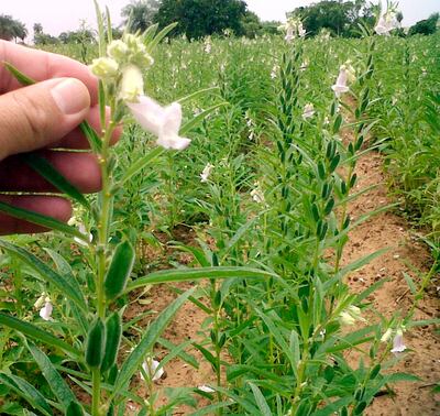 En la etapa de floración del sésamo es cuando se dan las mezclas de variedades que pueden perjudicar al productor.