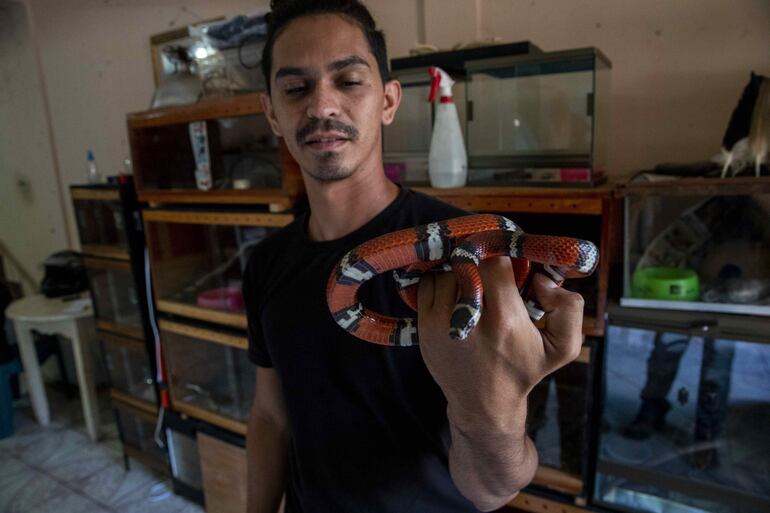 El coleccionista de animales José Delgadillo muestra una falsa coral (Lampropeltis Triangulum), en su casa en la ciudad de Matagalpa (Nicaragua). Delgadillo sueña con tener una tienda de exhibición de reptiles en Managua.
