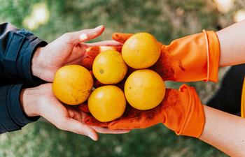 Frutas frescas llegan a los hogares paraguayos desde Kressburgo, departamento de Itapúa.