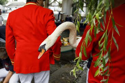 Anualmente y desde hace cientos de años se realiza el censo de cisnes reales, pero este año fue la excepción.