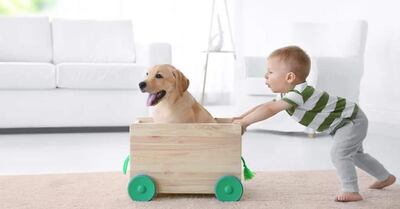 Hay que concientizar a los niños y niñas que las mascotas no son un objeto o un juguete. Los animales requieren muchos cuidados, tanto en la educación básica de la tenencia responsable, como en los cuidados de atención médica.