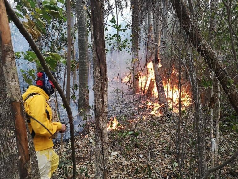 El fuego consumió rápidamente gran parte de los árboles