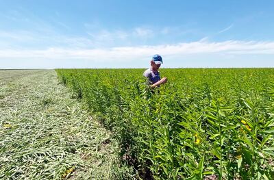 El uso de la Crotalaria juncea como forraje y, a la vez, como cultivo de servicio o abono verde, es una opción para el productor y que está totalmente probada con resultados óptimos.