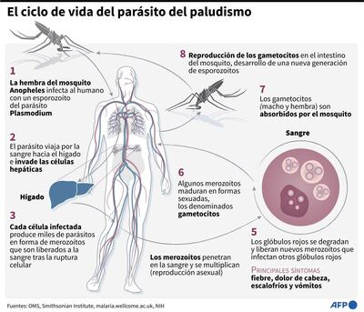 Diagrama explicativo sobre el ciclo de vida del parásito responsable de la malaria - AFP / AFP
