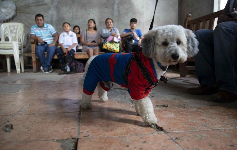 Un perro disfrazado en la iglesia Santa María Magdalena, durante la celebración de las festividades en honor a San Lázaro, en Masaya (Nicaragua).
