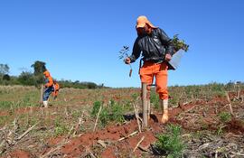 Actualmente el trabajo para los prestadores de servicios forestales está creciendo.