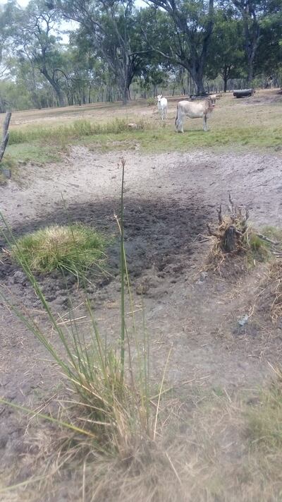 Extrema sequía en Cerrito, Ñeembucú, afecta a plantaciones y animales