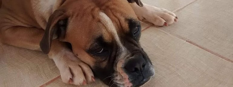 La enfermedad en los perros presenta una fase aguda que puede durar años sin sintomatología clínica o fase sub clínica en donde los animales se recuperan espontáneamente y si no son tratado, pasan a la fase crónica. Pueden tener sintomatología muy variados desde síntomas neurológicos (convulsiones), fiebre, apatía, decaimiento, anorexia, pérdida de peso, pérdida de apetito, entre otros síntomas graves.