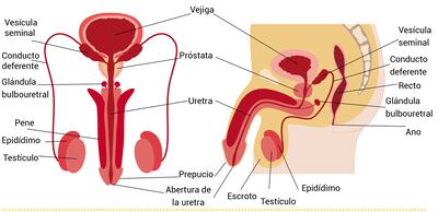 Sistema reproductivo masculino