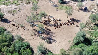 Cuando empieza a faltar pasturas en los campos, los productores deben buscar alternativas para que los animales no empiecen a perder peso.