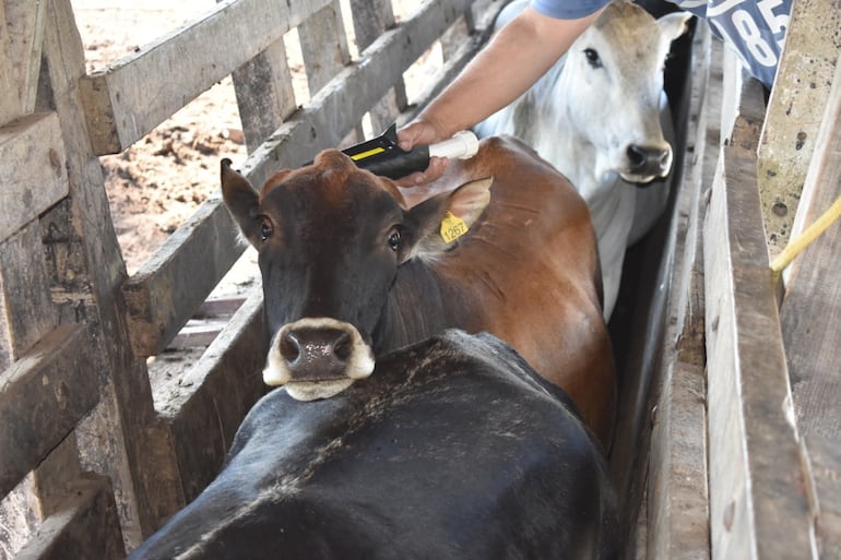 “KorapyTech” es un proyecto tecnológico busca mejorar industria ganadera del país y apunta a desarrollar tecnología de bajo costo para diversas formas de aplicación, informó Conacyt.