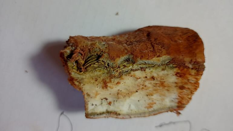 Se observa el efecto de la bacteriosis en una raíz de mandioca, dejándolo inservible para el consumo.