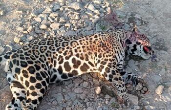 Así fue encontrado el yaguareté, con impactos de bala y atropellado. No se pudo determinar qué sucedió primero.