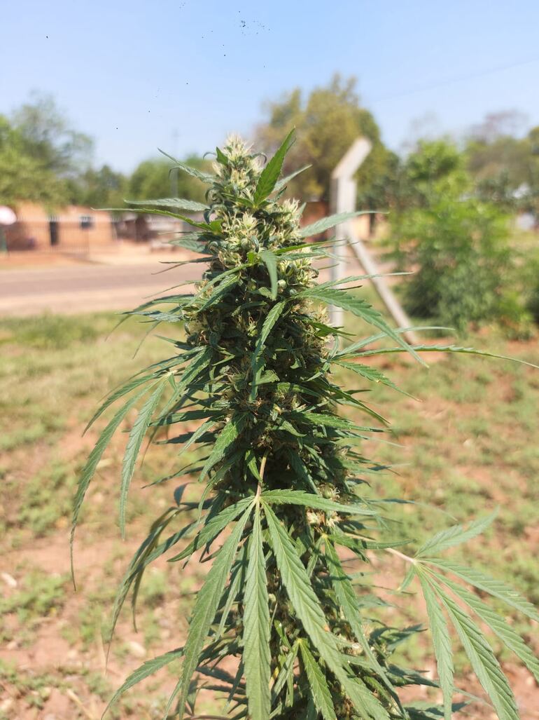 Se utilizó un kilo de flores de cannabis para elaborar dos litros de aceite medicinal.