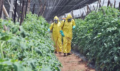 En este material presentamos un preparado casero que ha dado interesantes resultados en el control de plagas.