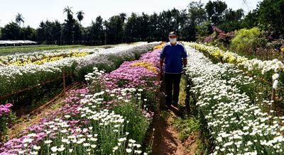 Don Rafael González en su plantación de crisantemos  que, además de belleza, despiden una exquisita fragancia.