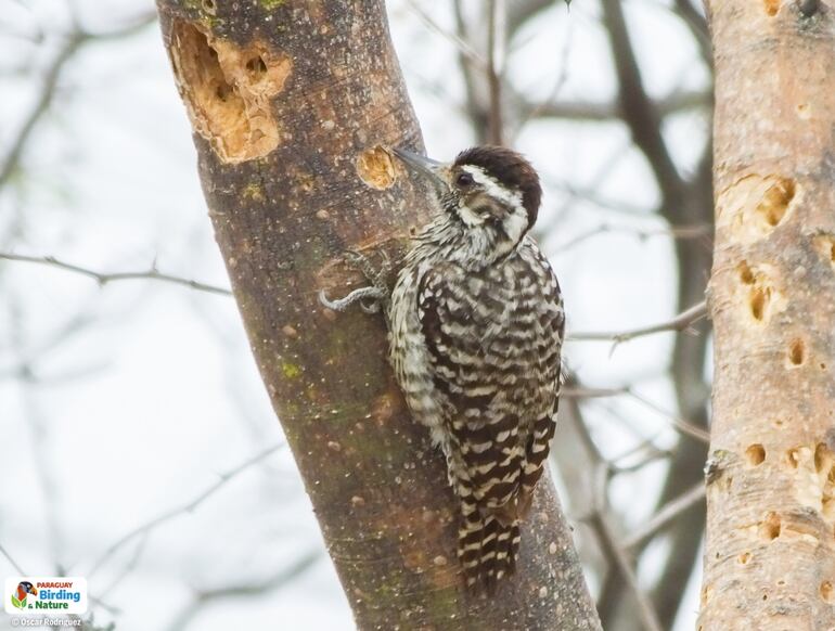Ypekú mbatara (Picoides mixtus), fotografía gentileza de Oscar Rodríguez (Paraguay Birding & Nature).