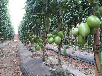 Cultivo de tomates en la localidad de Tuna, distrito de Abaí.