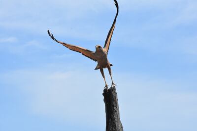 El vuelo del Taguató pyta (Buteogallus meridionalis) constituye un espectáculo del cuál se puede disfrutar en la zona del Pilcomayo.