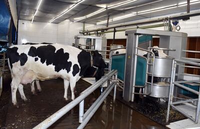 Mientras una vaca es ordeñada por el robot (fondo), las otras esperan su turno.