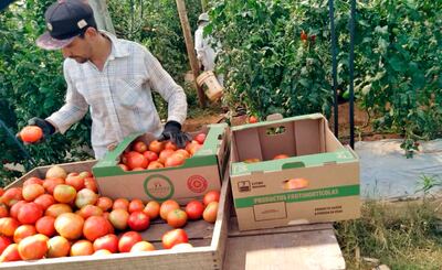 Tomateros  se quejaron del MAG por registrar el precio del tomate brasileño, cuya importación está bloqueada.