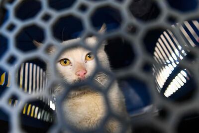 Sí, hay fanáticos gateros que no viajan si su mascota adorada, y la aventura exige pensar en ciertos puntos claves para que todo se realice dentro de lo que permiten las leyes y las aerolíneas.