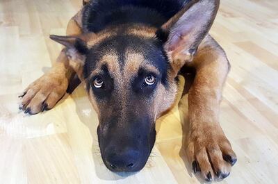 Los petardos causan daños físicos en el aparato auditivo de los animales ya que su audición supera en sensibilidad al ser humano. Foto: Pixabay.