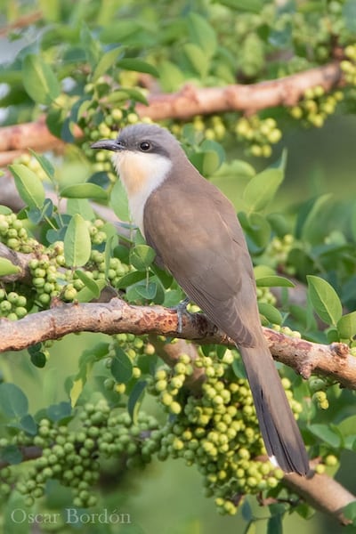 Tuja puka (Coccyzus melacoryphus), fotografía gentileza de Oscar Bordon, Naturaleza de Paraguay en fotografía.